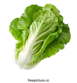 bok choy