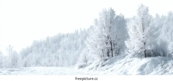 frozen trees