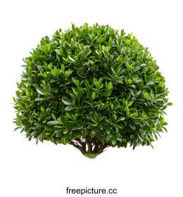 shrub