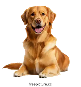 retriever