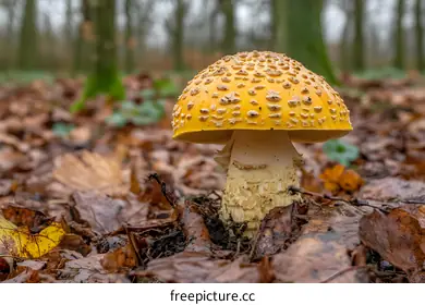 fungi