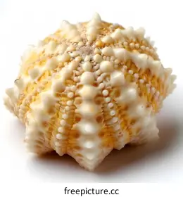 delicate photography