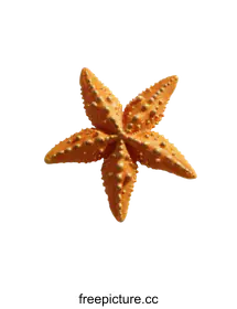 starfish