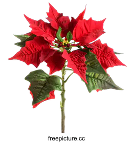 poinsettia