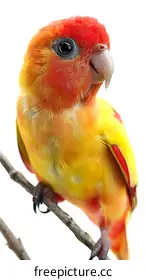 parrot