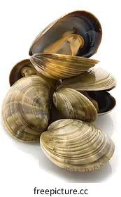 shellfish