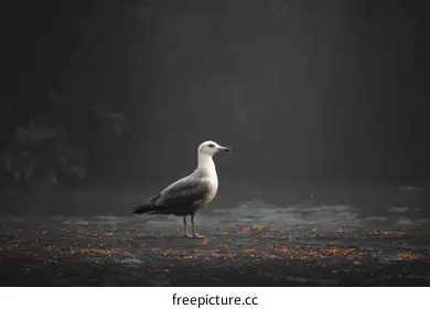 seagull