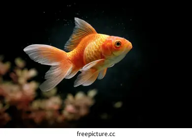goldfish