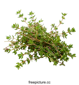 thyme