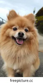 Pomeranian