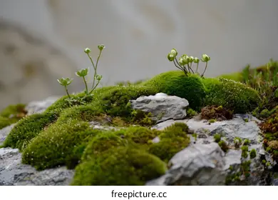 moss