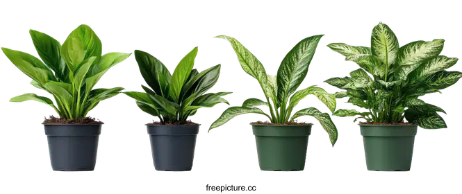 indoor plants