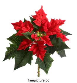 poinsettia
