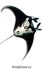 manta