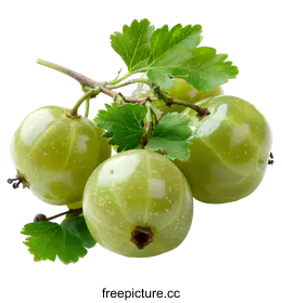 gooseberries