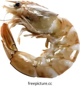 crustacean