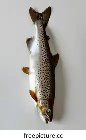 trout