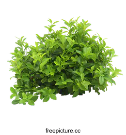 shrub