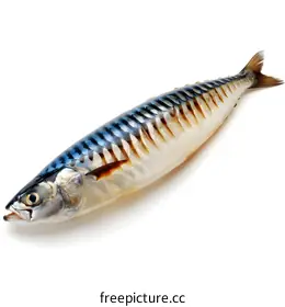 mackerel