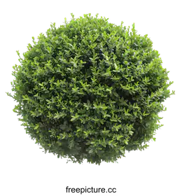 shrub
