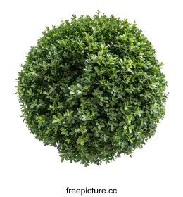 shrub