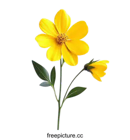 yellow flower