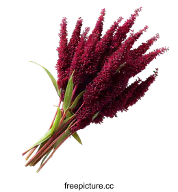 amaranth