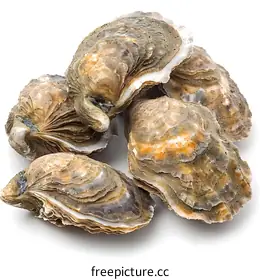 oysters