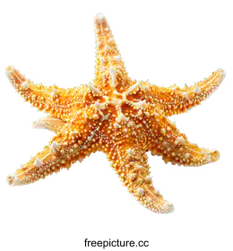 starfish