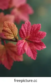 pink leaves