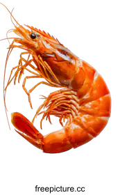 prawn