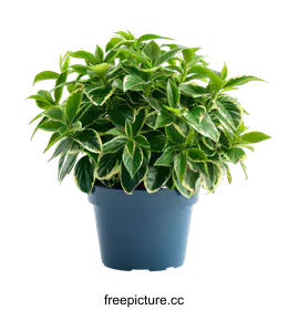 potted plant
