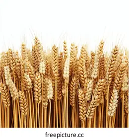 golden wheat