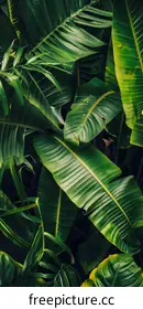 tropical leaf