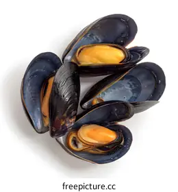 mussels