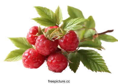 closeupfoodphotography