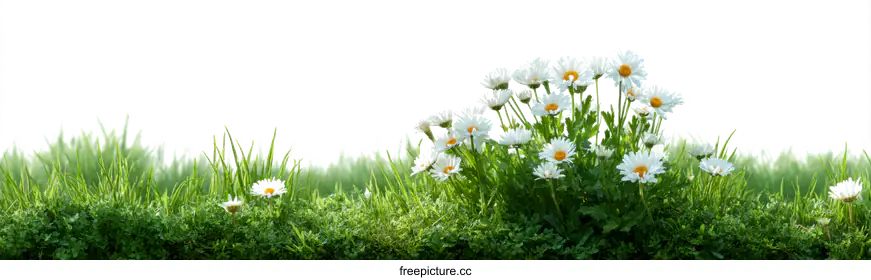daisies