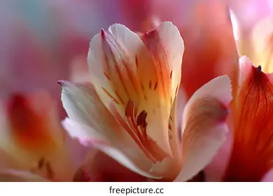 alstroemeria