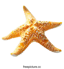 starfish