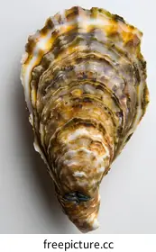 oyster