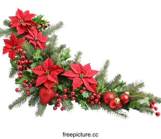 poinsettia