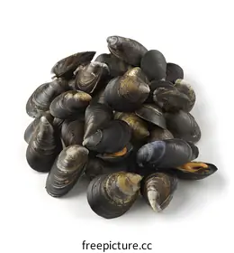 mussels