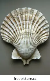 mollusk