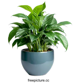 houseplant