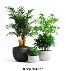 houseplants