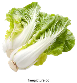 bok choy