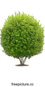 shrub
