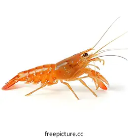 crayfish