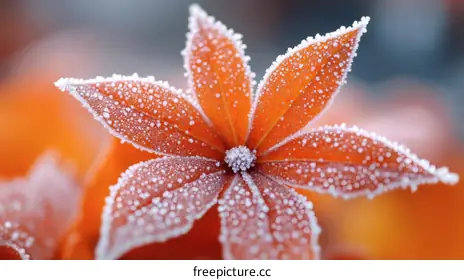 frost