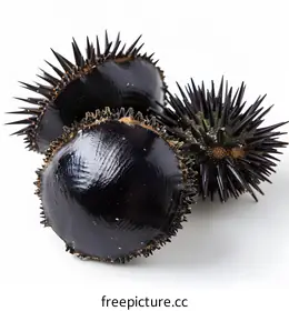 sea urchin